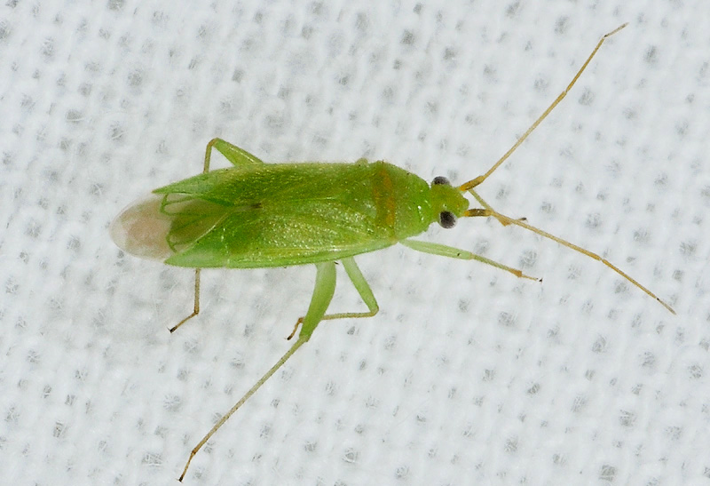 Lygocoris pabulinus ?